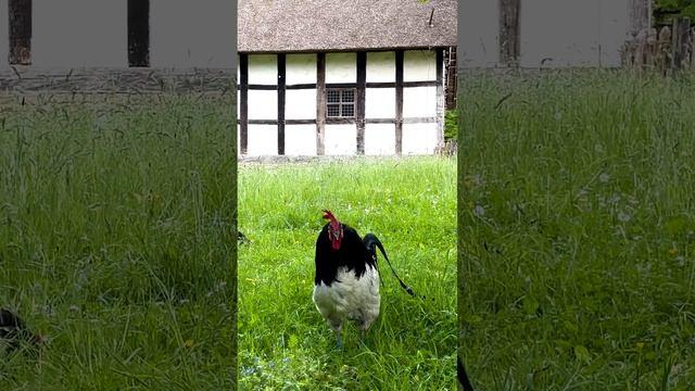 Lakenfelder Hahn kräht im Freilichtmuseum Detmold - Rooster of the  rare Lakenvelder chicken crowin