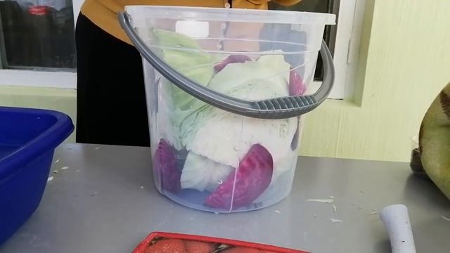 Կարմիր #թթու  #соленаякапуста со свеклой   #salted cabbage with beets