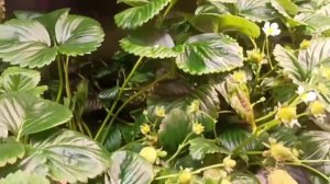 Поддержка цветоносов клубники