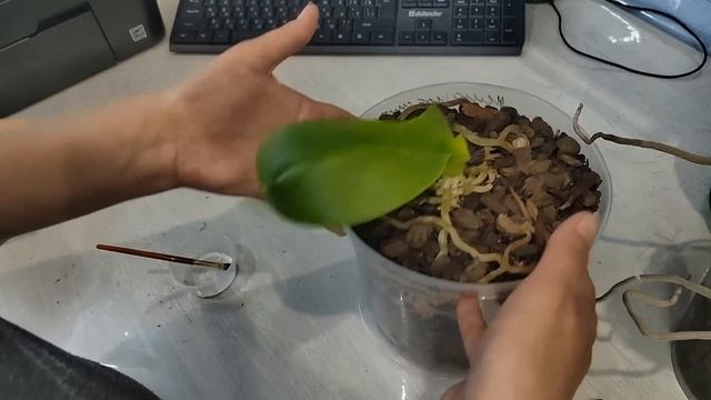 Критическая болезнь орхидей от СОЛНЕЧНОГО ОЖОГА! Не доводите орхидеи до такого состояния! Лечение смотреть онлайн