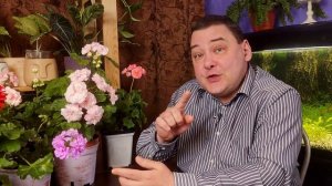 Омоложение антуриума. 3 проверенных способа как омолодить антуриум