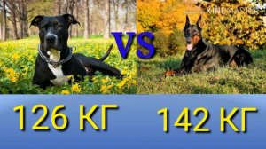 Доберман против Питбуля. Doberman against Pitbull. Собаки. Батл собак.