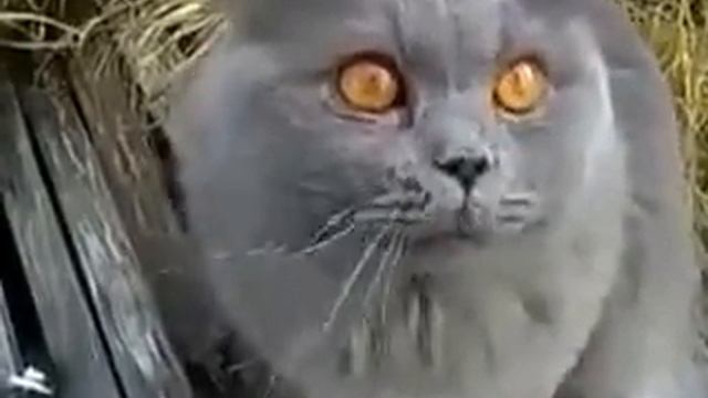 Красивый кот смешно ругается смотреть онлайн