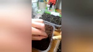 Пикировка рассады петуний. Как пикировать петунию.