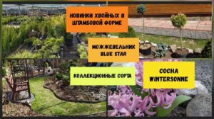 Новинки хвойных растений в штамбовой форме ( июнь 2022 г.)