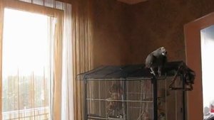 Краснохвостый жако.