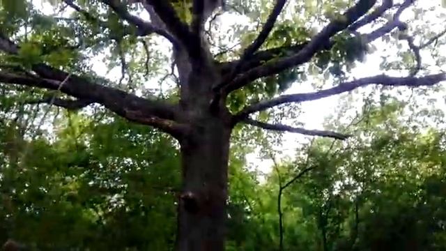 Сказочное дерево на берегу реки Псекупс смотреть онлайн