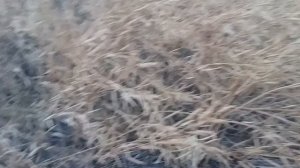 Выращивание горчицы желтой.  No till 9.08.2017. Уборка горчицы