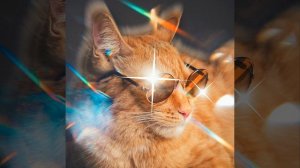 Лучший Котик На Свете