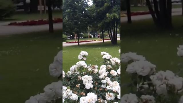 Клумбы из роз. смотреть онлайн