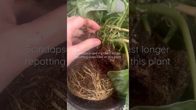 Super Root Bound Scindapsus Pictus Exotica #scindapsus #plants #repotting смотреть онлайн