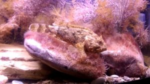 Черноморская скорпена ёрш (Scorpaena porcus)