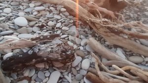 Коряга в интерьер. Как своими руками создать декор для аквариума, террариума, флорариума. Дрифтвуд