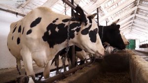 Кореновск. Молочное животноводство развивается.