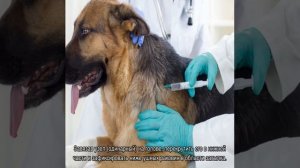 Нормальная температура у собак: какая должна быть