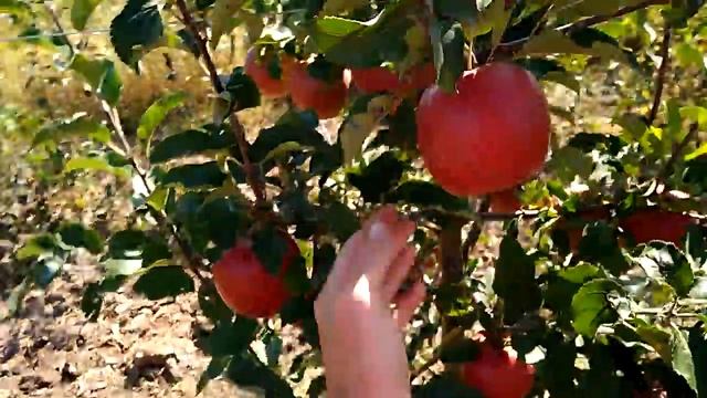 Яблоня Райка имунная смотреть онлайн