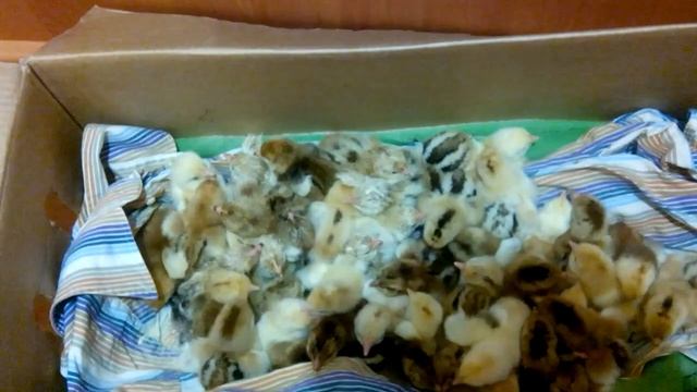 Ливенские ситцевые цыплята. Новый вывод! смотреть онлайн