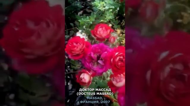 Роза Доктор Массад в моем саду 25 июня 2021.Docteus Massad Rose in my garden June 25, 2021. #shorts