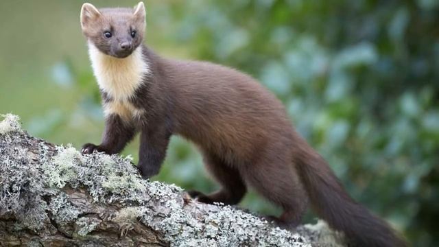 Мой заработок на кроликах за 4 года . смотреть онлайн