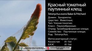 Красный томатный паутинный клещ (Tetranychus evansi Baker & Pritchard)