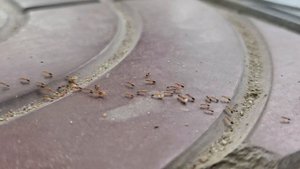 К чему в доме появляются муравьи: приметы