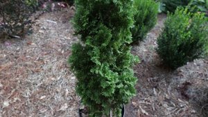 DeGroots Spire Arborvitae in 2 Minutes - Upright Narrow Screen
