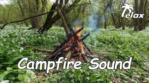 Campfire at the Spring Glade - Relaxation and Peace of Mind 3 hours