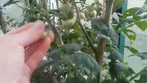 Томат УлуруОхра (Uluru Ochre) Томатный Гном. 4.9 кг с куста