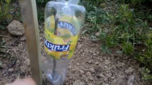 Грецкий орех.Как спасти саженец от весенних морозов