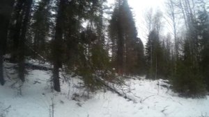 Охот на копытных#2