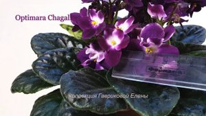 Фиалка Optimara Chagall