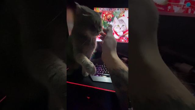 Котик хочет сделать кусь