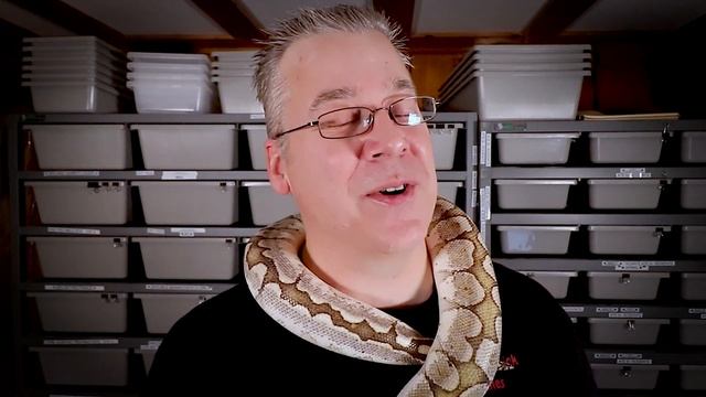 Heat Lamps vs Mats (which is better?) смотреть онлайн