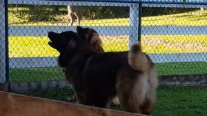 Leonberger protection