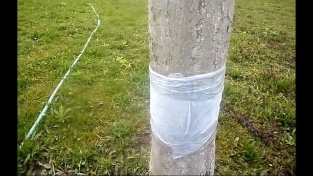 Ловчий пояс для плодовых деревьев. смотреть онлайн