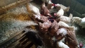 Чем я кормлю кур несушек. Несутся хорошо даже зимой. Куры несушки хайсекс, легбар, ушанка.