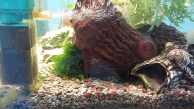 Прикольный поступок мраморного рака смотреть онлайн