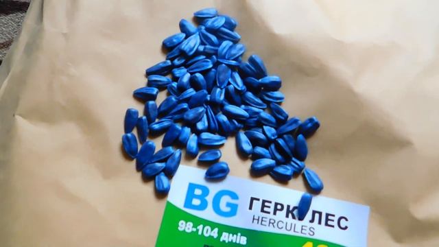 Новинка кондитерского подсолнечника 2021 смотреть онлайн