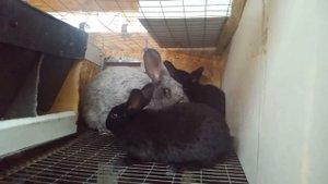 Сколько живут кролики % Кролики разведение на мясо