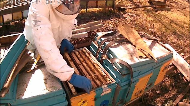 Двух маточное содержание. Пасека перезимовала.Весенняя ревизия пчелиных семей.
