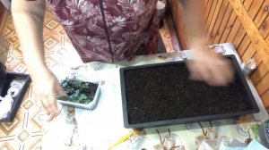 Пикируем гейхеру.  когдапикироватьгейхерупослевсходов