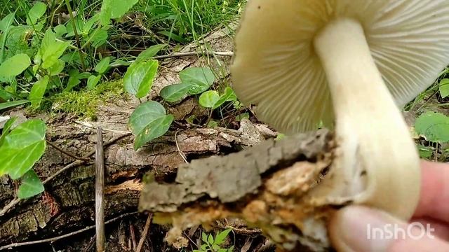 Грибы в Сочи 1июня, поход в лес. смотреть онлайн