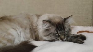 У меня заболел котенок.