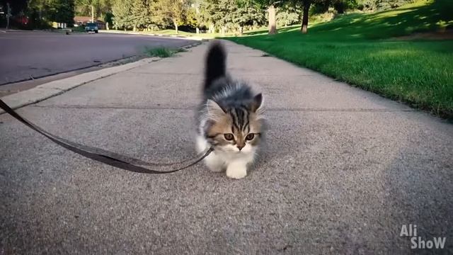 20 вещей с Aliexpress от которой ты офигеешь Лучшее на Алиэкспресс КОНКУРС