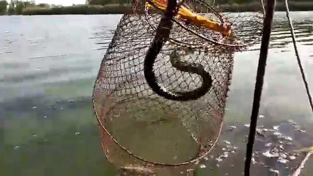Змея ворует рыбу из садка смотреть онлайн