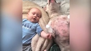 Приколы с Детьми Забавные Малыши играют с Животными