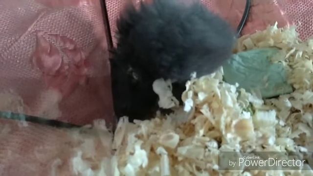 МАЛЕНЬКИЕ ХОМЯЧКИ КУШАЮТ ВАРЕНОЕ ЯЙЦО. МОЖНО ЛИ ДАВАТЬ ХОМЯКУ ЯЙЦО? МИЛЫЕ ХОМКИ.