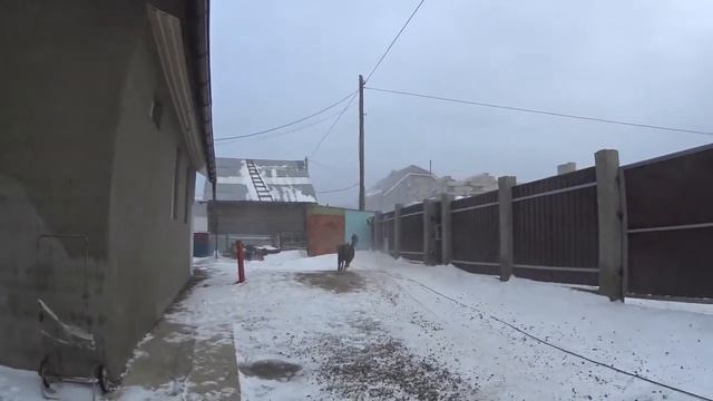 Пёс Буран гоняет ветер, защищает еду смотреть онлайн