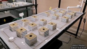 Технология выращивания светолюбивых растений, на базе спектрального освещения на гидропонике.