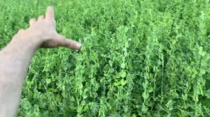 Наш горох на 1-е июля 2023 г.